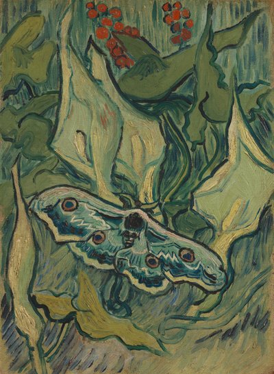 Giant Peacock Moth by Vincent van Gogh
